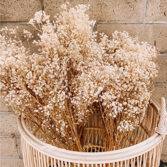 Dried Flower Baby’s Breathe - Picture 2 of 2